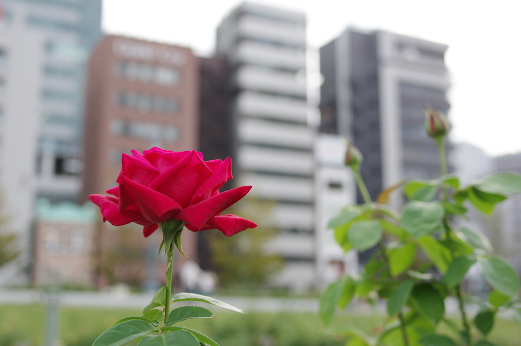 都会に咲いた一輪