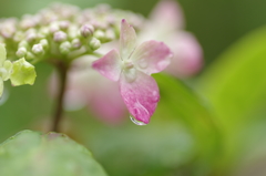 あじさい開花　Ⅱ