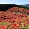 山上のツツジ