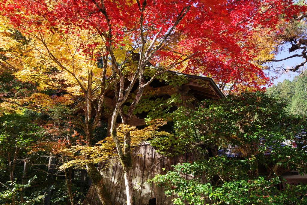 山寺の鐘楼、錦秋を纏う