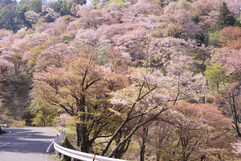 桜色のカーブ