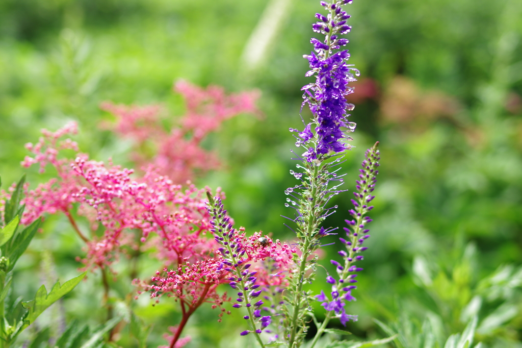 シモツケ草とルリトラノオ　　伊吹山　8月の花