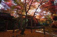 朝の蓮華寺　Ⅱ