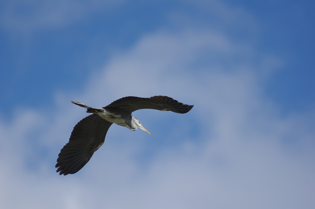 秋空