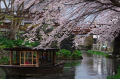 八幡堀の桜風景④