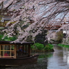 八幡堀の桜風景④