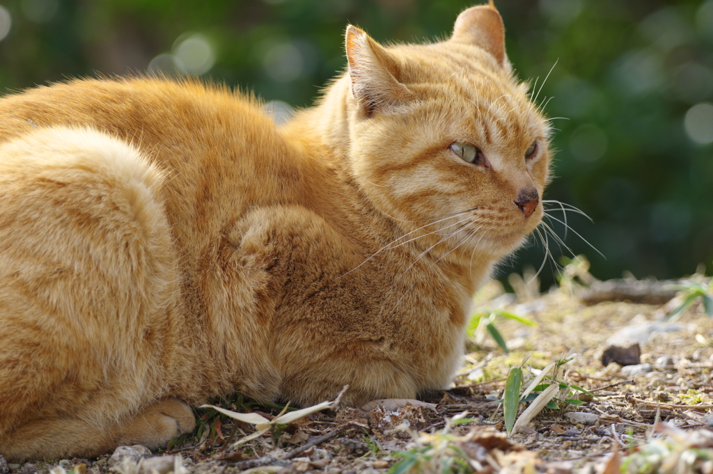 ねこバス？