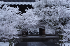 南禅寺、雪