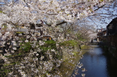 さくら、祇園白川