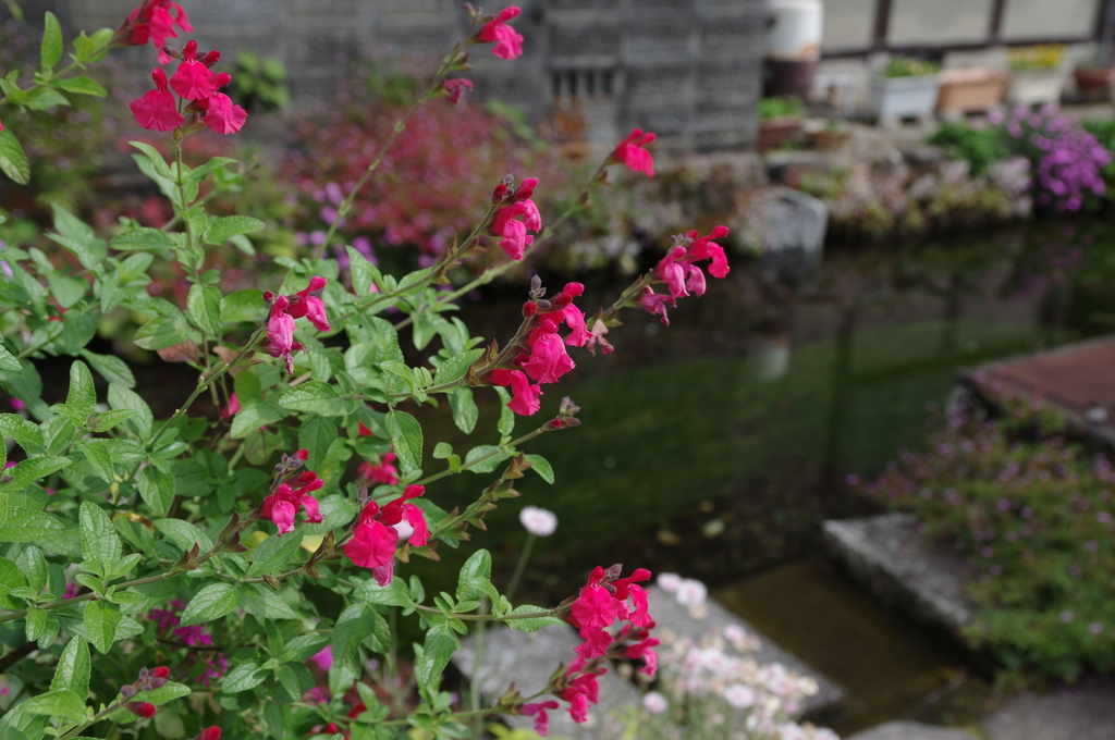 名水と花の宿場町　Ⅱ