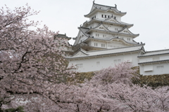 白鷺城と桜 Ⅱ