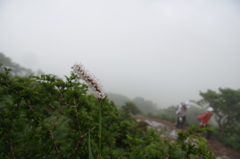 白いトラノオと登山者