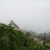 白いトラノオと登山者