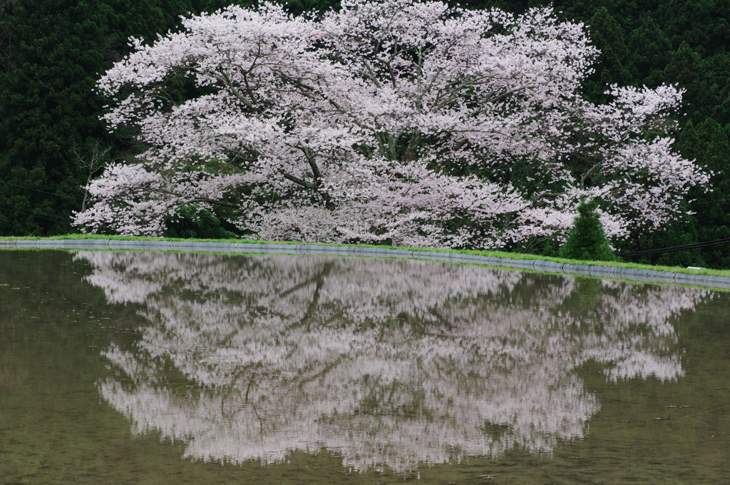 桜を映して