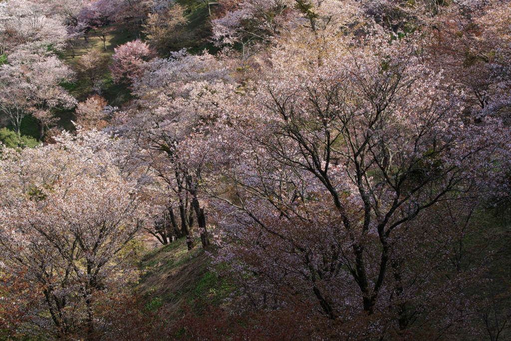 山桜