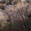 山桜