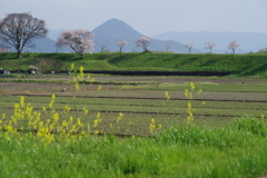 春の近江富士