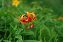 逢いたかった花　/ 　7月の白山