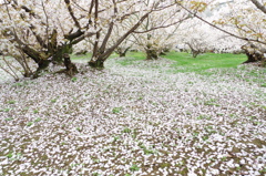 仁和寺の桜　Ⅱ