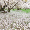 仁和寺の桜　Ⅱ