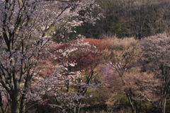 山桜色