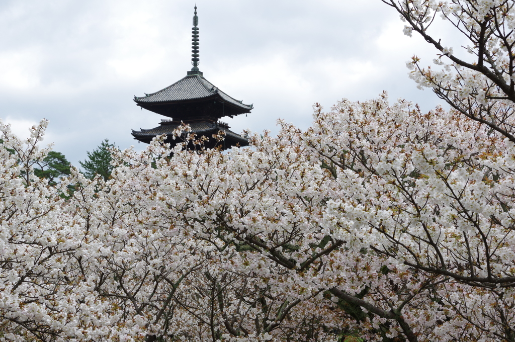 仁和寺の桜