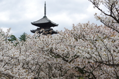 仁和寺の桜