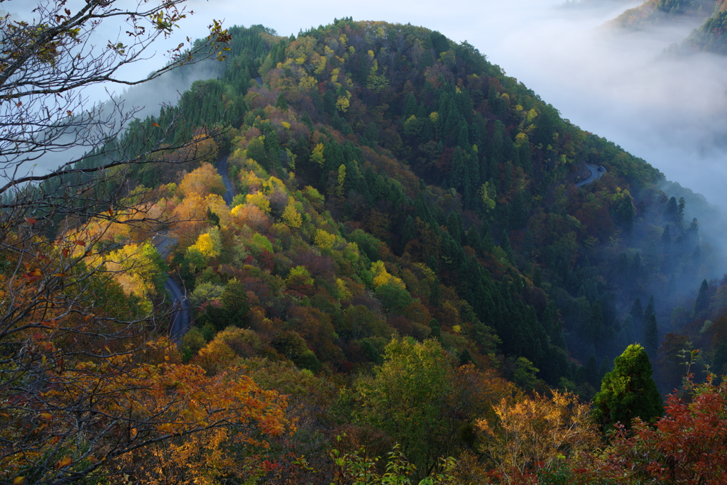 秋の根来坂