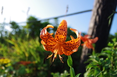 伊吹山の花③