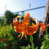 伊吹山の花③