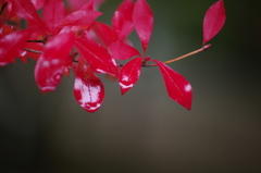 つつじの紅