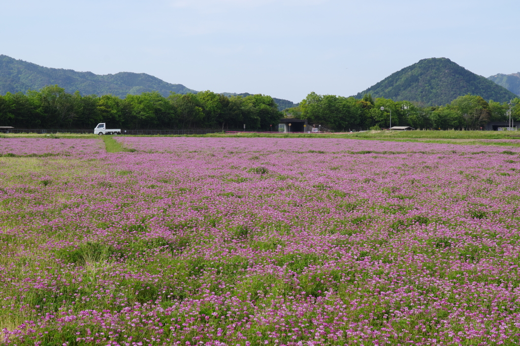 レンゲ日和