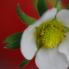 甘い誘惑  (イチゴの花）
