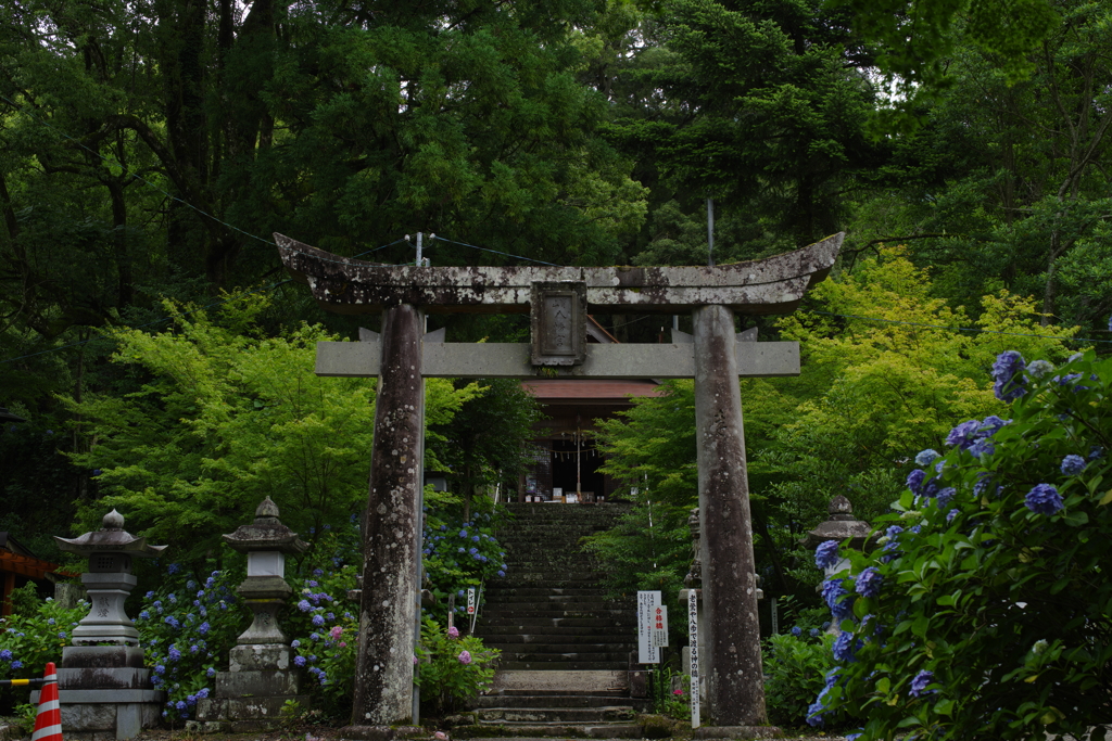 九重（ここのえ）のあじさい社　Ⅱ