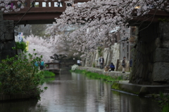 桜慕情　Ⅱ