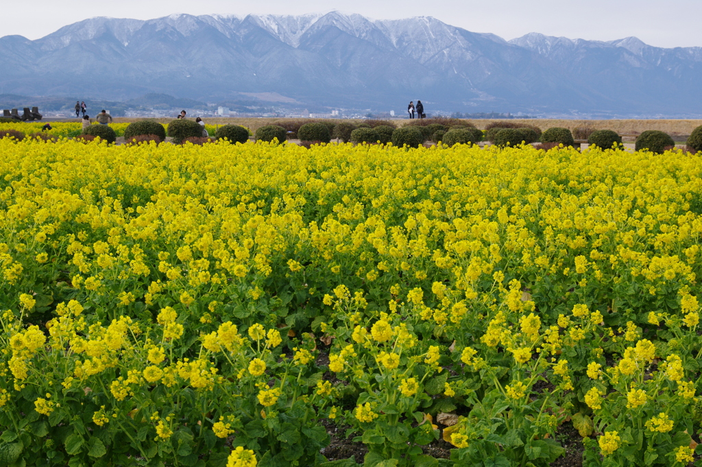 琵琶湖　冬の風物詩
