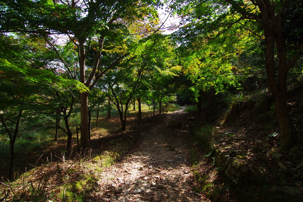 木漏れ日の下山道