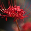 紅い季節のはじまり