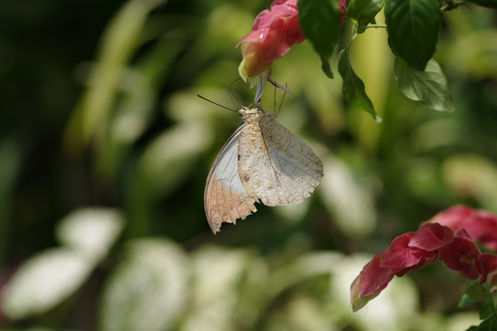 Kｰ1 with DFA100mm　Macro