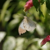 Kｰ1 with DFA100mm　Macro