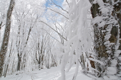 雪と氷の森