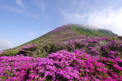 ミヤマキリシマ咲く、九重連山　2