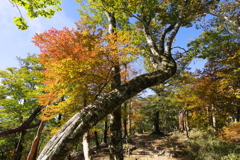 錦秋の山歩き