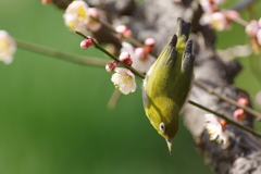 春の兆し　Ⅴ