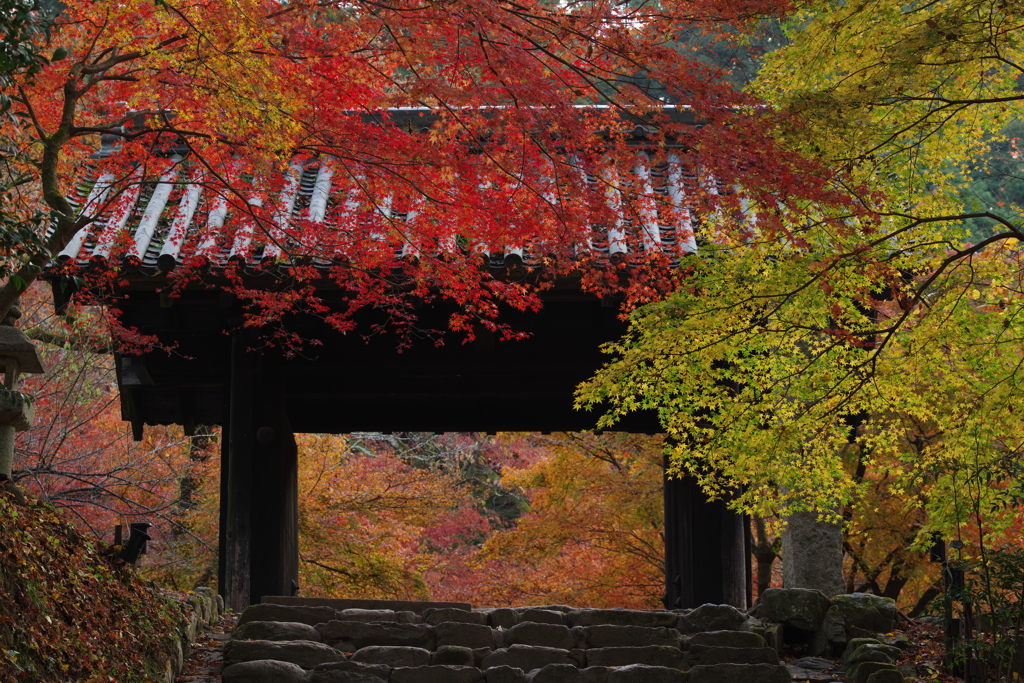 城跡の紅葉