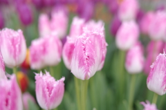 冬の花