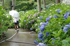 雨と紫陽花と