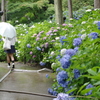 雨と紫陽花と