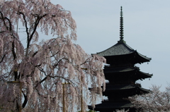 東寺の桜①