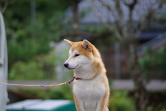 カワユイ